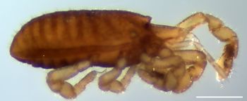 Media type: image;   Invertebrate Zoology 147385   shows cataloged_item 147385